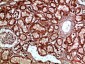 Napsin A Polyclonal Antibody